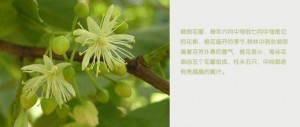 椴树蜜