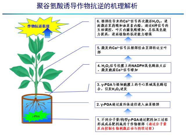 聚谷氨酸简介及其农用功效
